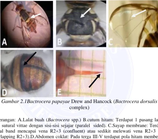 Gambar 2.1Bactrocera papayae Drew and Hancock (Bactrocera dorsalis  complex) 