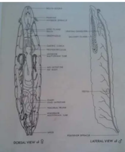 Gambar 2. Organ 