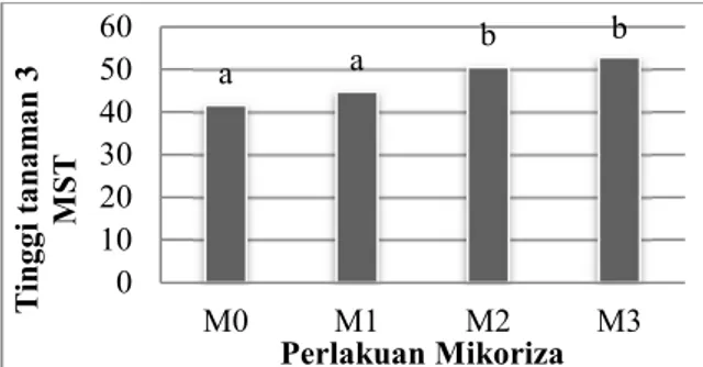 Gambar 1.   Tinggi tanaman cabai hiyung yang  diberi  perlakuan  mikoriza  pada  umur 3 MST