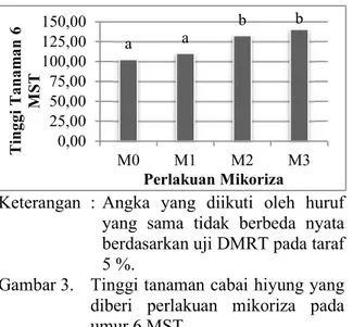 Gambar 3.   Tinggi tanaman cabai hiyung yang  diberi  perlakuan  mikoriza  pada   umur 6 MST