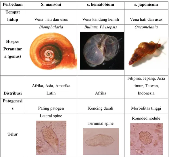 Tabel 2.1 Perbandingan tiga Schistosoma pada manusia 