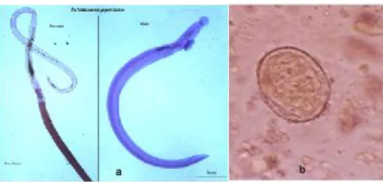 Gambar 2.1 Morfologi S. japonicum (a). Dewasa (b). Telur   Cacing  dewasa  menyerupai  S