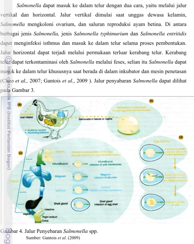 Gambar 4. Jalur Penyebaran Salmonella spp. 