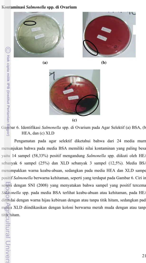Gambar 6. Identifikasi Salmonella spp. di Ovarium pada Agar Selektif (a) BSA, (b)  HEA, dan (c) XLD 