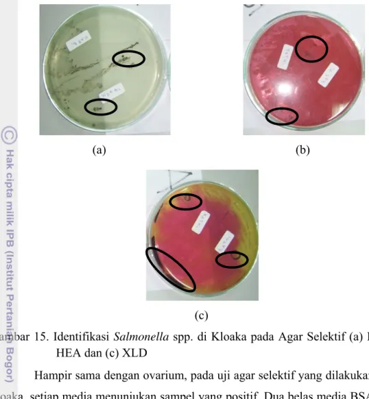Gambar 15. Identifikasi Salmonella spp. di Kloaka pada Agar Selektif (a) BSA, (b)  HEA dan (c) XLD 