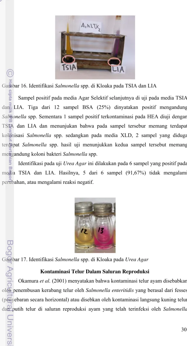 Gambar 16. Identifikasi Salmonella spp. di Kloaka pada TSIA dan LIA 