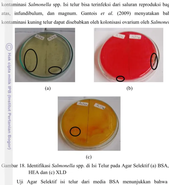 Gambar 18. Identifikasi Salmonella spp. di Isi Telur pada Agar Selektif (a) BSA, (b)  HEA dan (c) XLD 
