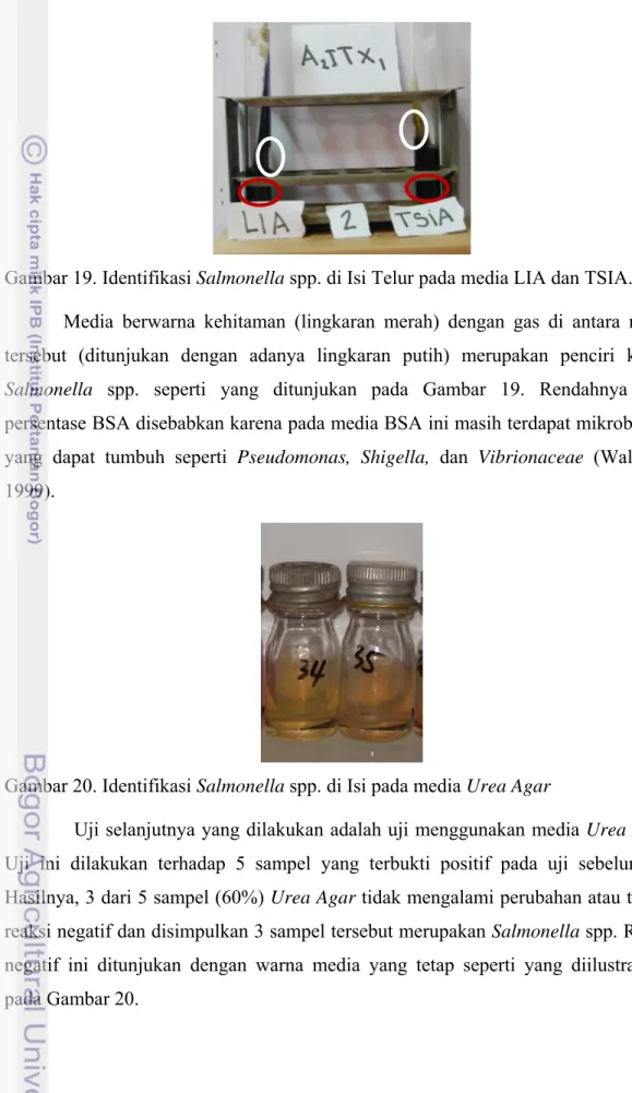 Gambar 20. Identifikasi Salmonella spp. di Isi pada media Urea Agar 