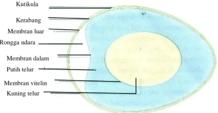 Gambar 1. Struktur Telur Secara Utuh                                               Sumber: Gantois et al