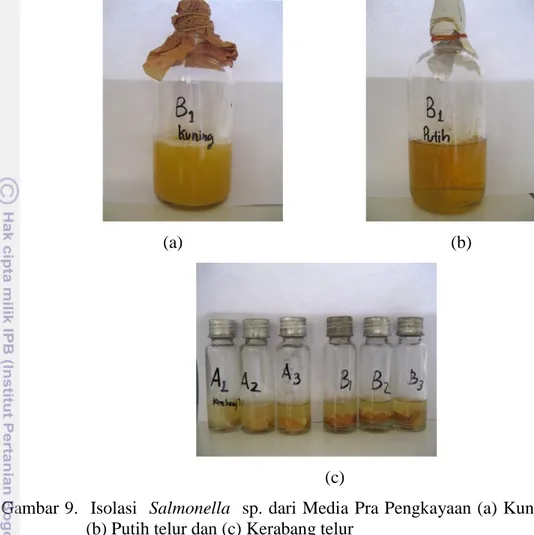 Gambar 9.    Isolasi  Salmonella  sp. dari Media  Pra Pengkayaan (a) Kuning telur  (b) Putih telur dan (c) Kerabang telur 