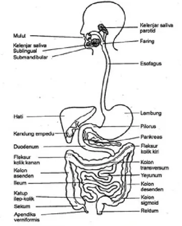 Gambar 1. Sistem Pencernaan 2 Struktur Anatomi Sistem Pencernaan