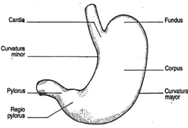 Gambar 2. Struktur Anatomi Lambung 2 Usus Halus