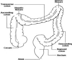 Gambar 4. Struktur Anatomi Usus Besar.