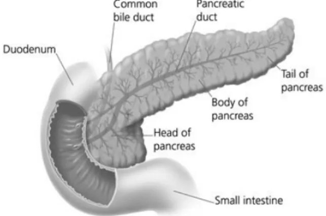 Gambar 7. Struktur Anatomi Pankreas