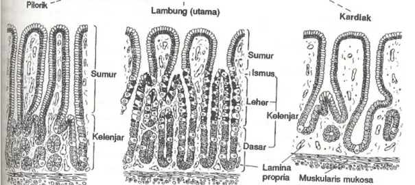 Gambar 8. Struktur Mikroskopis Gaster Usus Halus