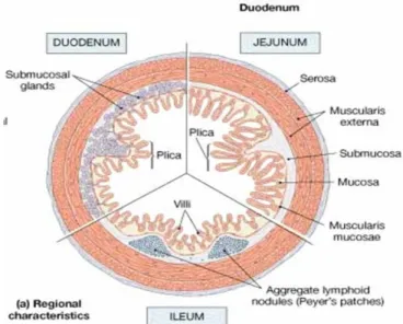 Gambar 9. Struktur Mikroskopis Usus Halus.