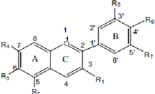 Gambar 2.7 Struktur Anthocyanins (Ovando, dkk., 2008)  Anthocyanins  termasuk  keluarga  pigmen  Flavonoid,  Flavonoid  sendiri  merupakan  pigmen  yang  dapat  menyerap  cahaya  pada  panjang  gelombang  yang  besar  (Narayan,  2011)