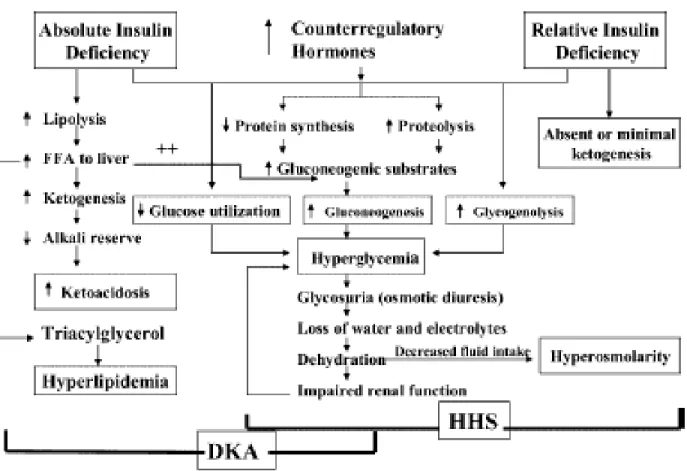 Gambar 1.   Patogenesis DKA dan HHS 