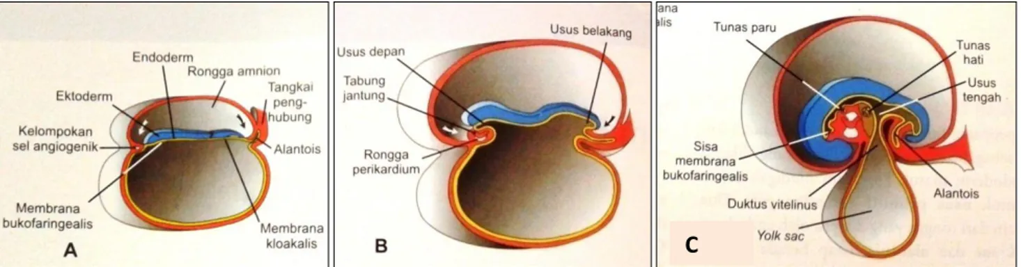 Gambar 2. Pembentukan lipatan embrio secara sefalokaudal. (A) Rongga yang dilapisi  endoderm  masuk  membentuk  primitive  gut