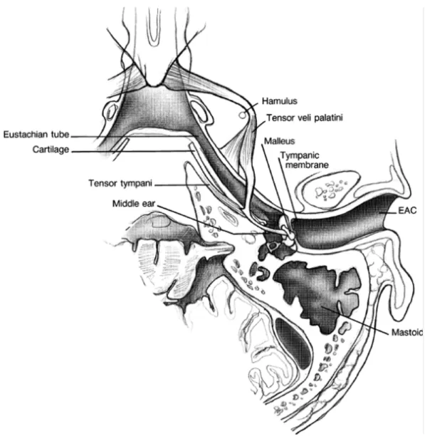 Gambar 2.4. Potongan diseksi lengkap dari tuba eustakhius dan telinga tengah 3