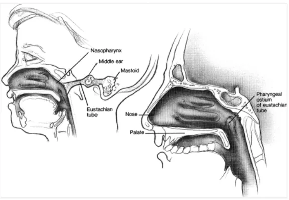 Gambar 2.2. Tuba eustakhius menghubungkan hidung dan nasofaring dengan telinga tengah dan  mastoid sebagai suatu system 3