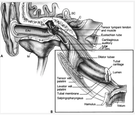 Gambar 2.3. Potongan diseksi lengkap dari tuba eustakhius dan telinga tengah 3