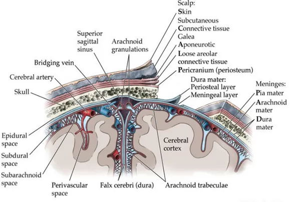 Gambar 1. Tulang tengkorak dan meningen 6 V. PATOFISIOLOGI