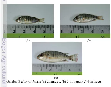 Gambar 3 Baby fish nila (a) 2 minggu, (b) 3 minggu, (c) 4 minggu. 
