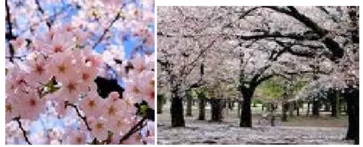 Tabel 3.1 Gambar Bunga dan Pohon Sakura 
