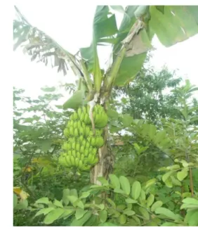 Gambar 1  Tanaman pisang uli (Koleksi Widaningrum 2012) 