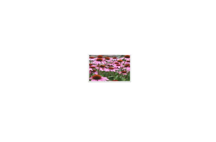Gambar 4.1  tumbuhan Echinacea
