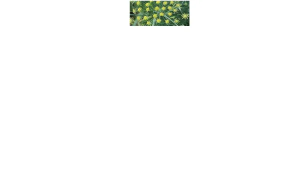 Gambar 1.1 Aniseed  (Pimpinella Anisum )