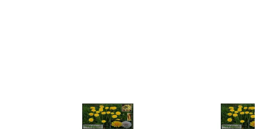 Gambar 3.1  tumbuhan Taraxacum officinale F . H . Wigg
