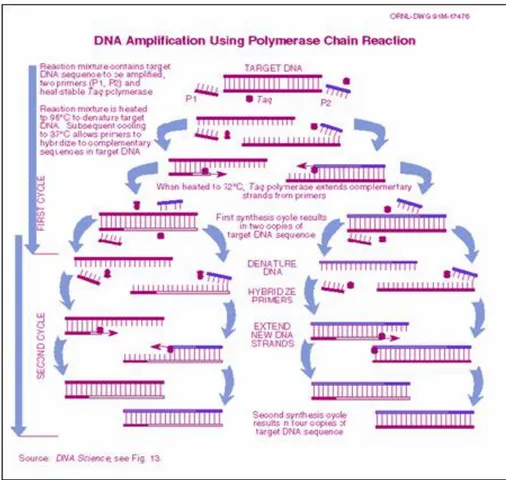 Gambar 4.4 Proses molekuler siklus termal PCR (NIH History, 2010) 