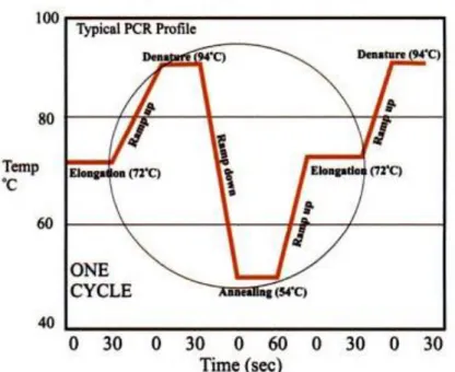 Gambar 4.5 Siklus PCR dengan Suhu Optimum (Viljoen, et al., 2005) 