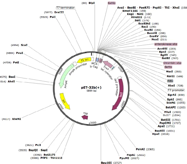 Gambar 2.1 Peta DNA Plasmid pET-32b(+) (LaVallie, et al., 1993)