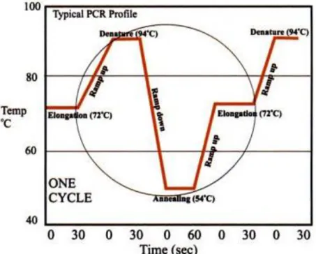 Gambar 2.3 Siklus PCR dengan Suhu Optimum (Viljoen, et al., 2005) 