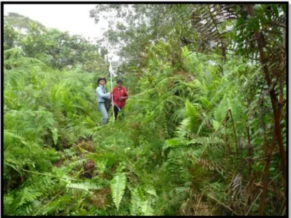 Gambar 1.5 Areal hutan tropis di lokasi survey tinjau PT. CAKUNG PRIMA STEEL