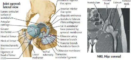 Gambar 3. Persendian pada panggul sudut lateral
