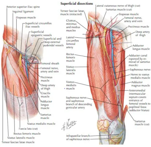 Gambar 7. Otot-otot pada panggul