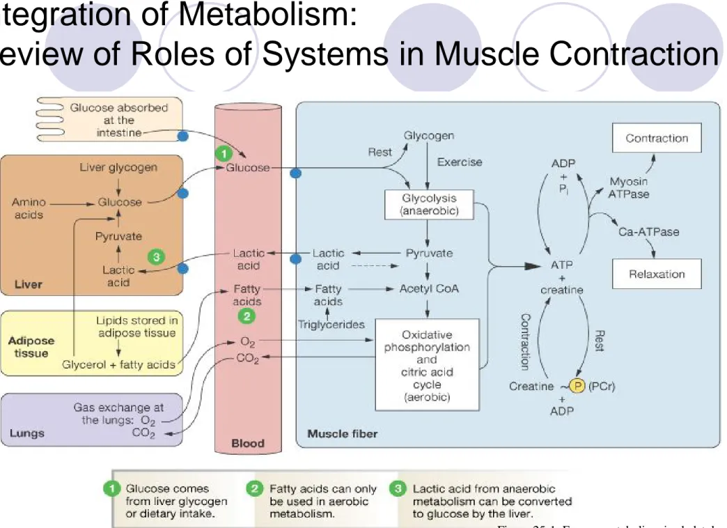 Figure 25-1: Energy metabolism  in skeletal muscle