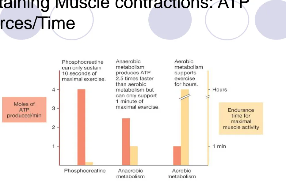 Figure 25-2: Speed of ATP production compared with ability to  sustain maximal muscle activity 