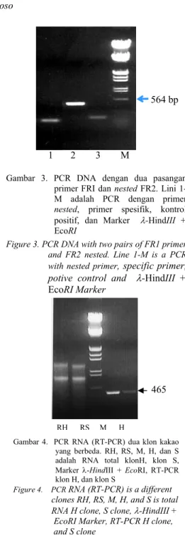 Gambar 2. Profil elektroforesis DNA genomik  dari   jaringan daun (kanan) dan RNA  total  dari biji (kiri) kakao 