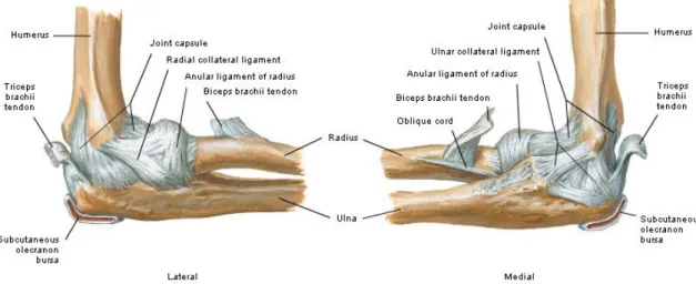 Gambar 1. Ligamen sendi siku pada posisi fleksi 90° tampak medial dan lateral 