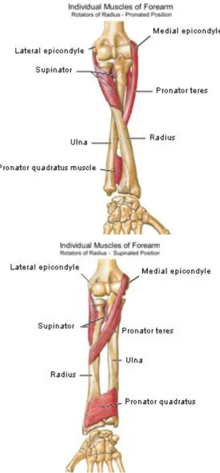 Gambar 2. Gambaran otot yang berperan pada posisi pronasi dan supinasi 