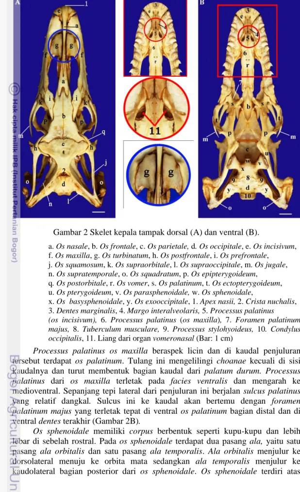 Gambar 2 Skelet kepala tampak dorsal (A) dan ventral (B). 