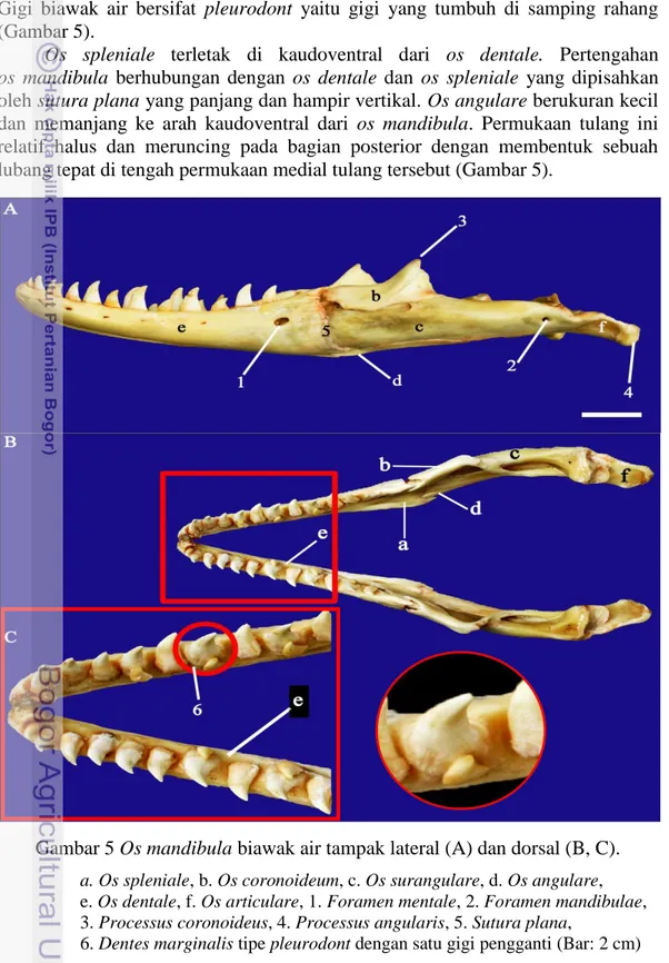 Gambar 5 Os mandibula biawak air tampak lateral (A) dan dorsal (B, C). 