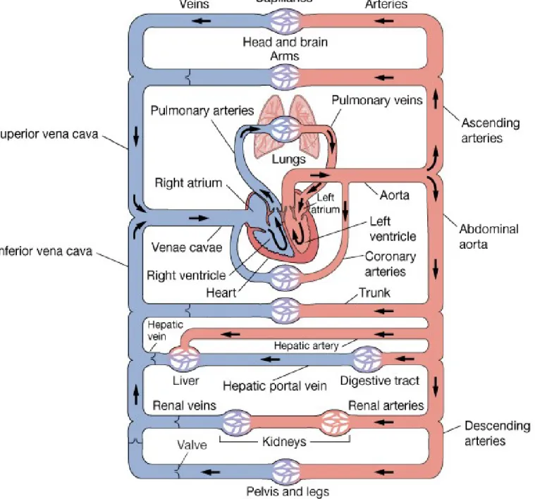 Figure 14-1: Overview of circulatory system anatomy