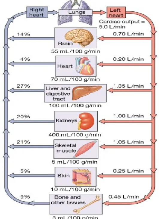 Figure 15-13: Distribution of blood in the body at rest