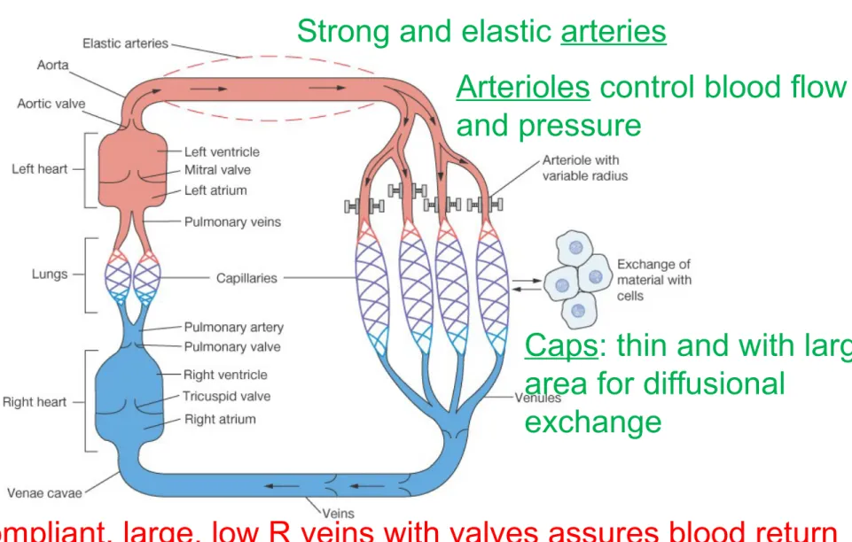 Figure 15-1: Functional model of the cardiovascular system